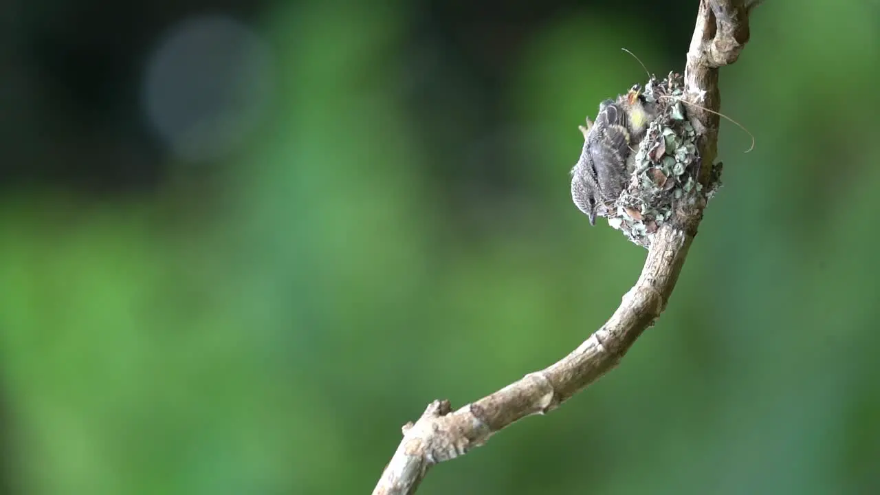 a cute small minivet chick is learing to come out of the nest