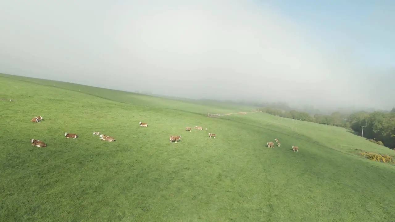 Animal Farm With Cows On The Hill On A Misty Morning In County Wexford Ireland