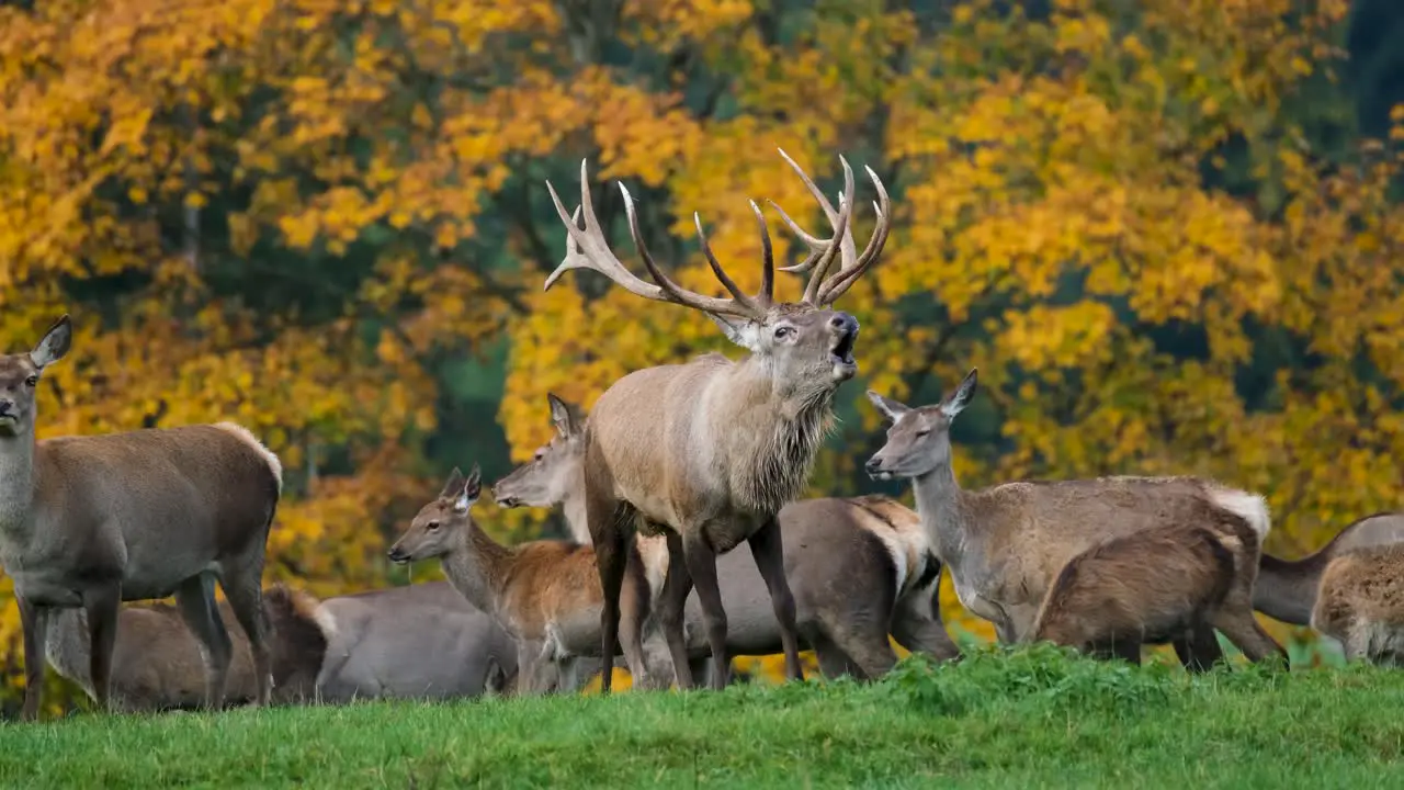 Deer herd is located at grassy ground surface during clear weather day and with autumn trees in background