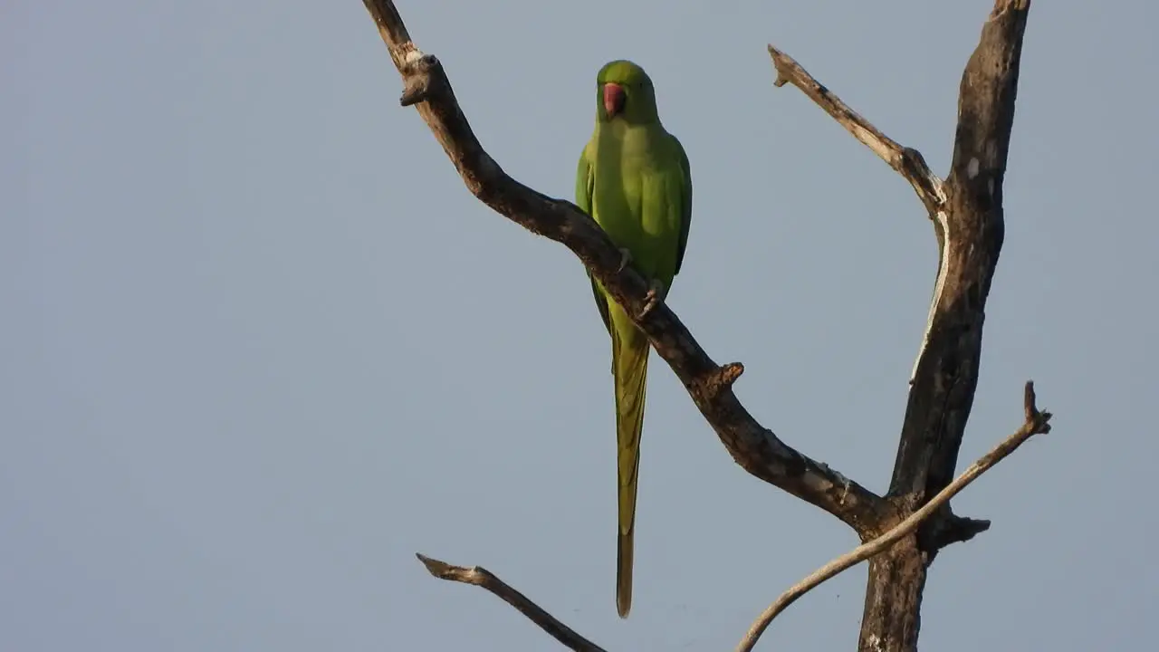 Parrot in tree looking for fly the sky 