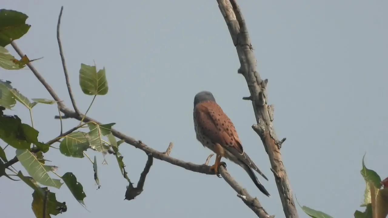 Eagle waiting for hunt -pra