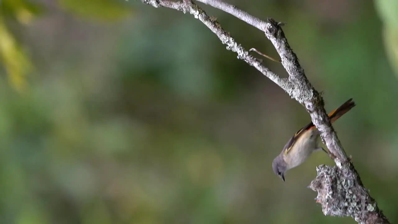 a female small minivet bird is giving food to her two chicks in the nest