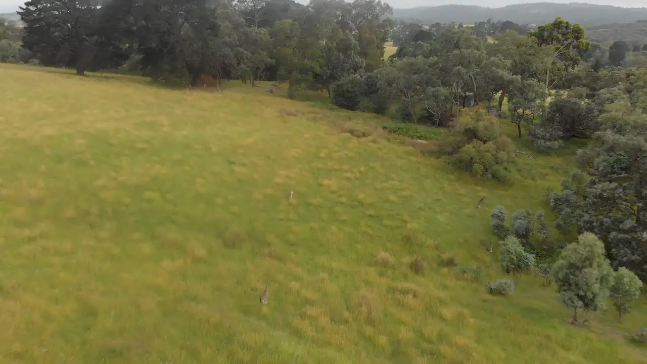 forward moving aerial shot of kangaroos jumping through a farm paddock and into bushland in Australia