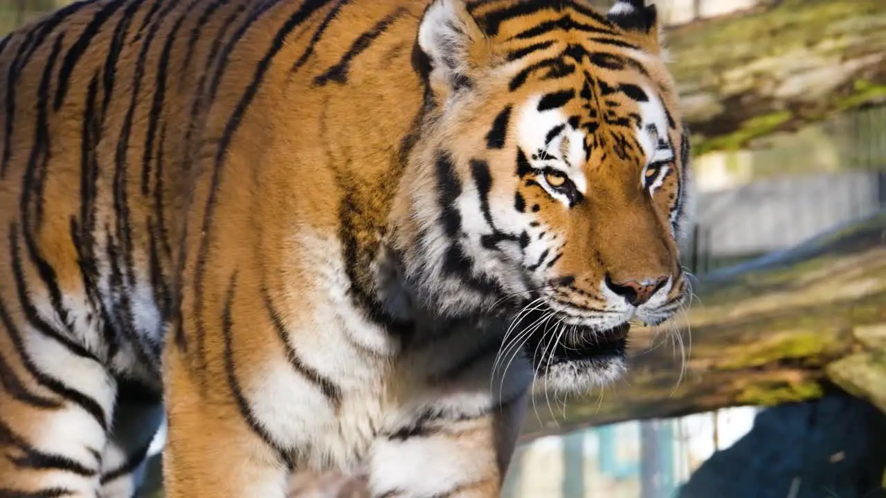 Tiger is slowly walking through natural habitat with woods and trees around him during sunshine day and clear weather