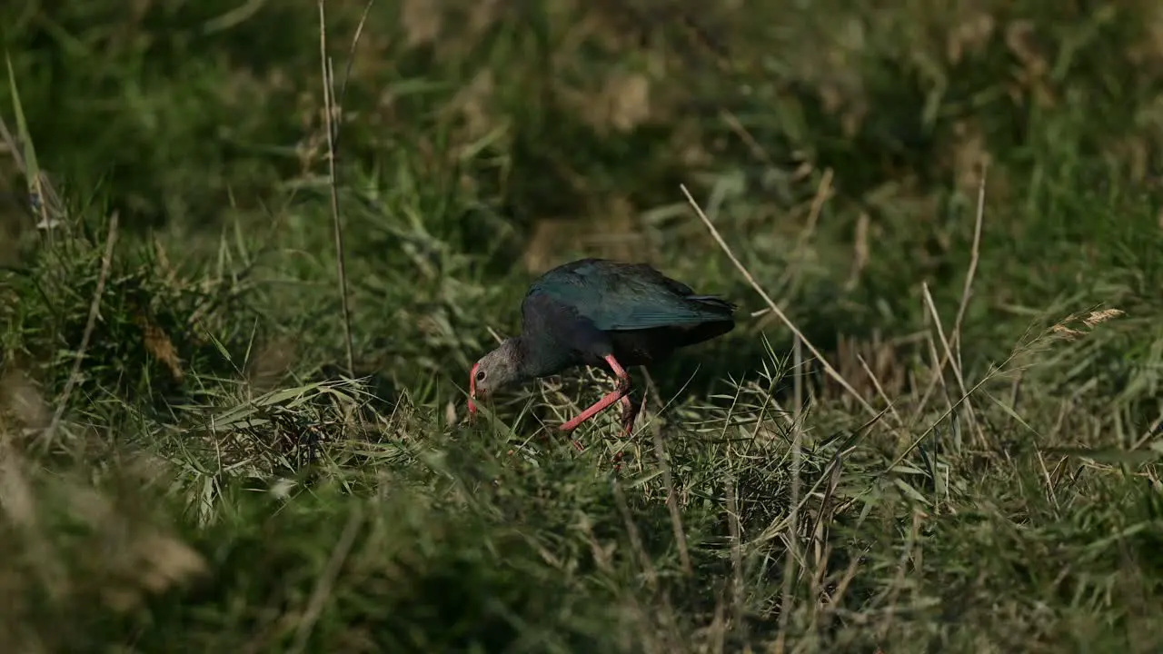 Swamphen wandering in the wild bushes of grassland around the lake for food