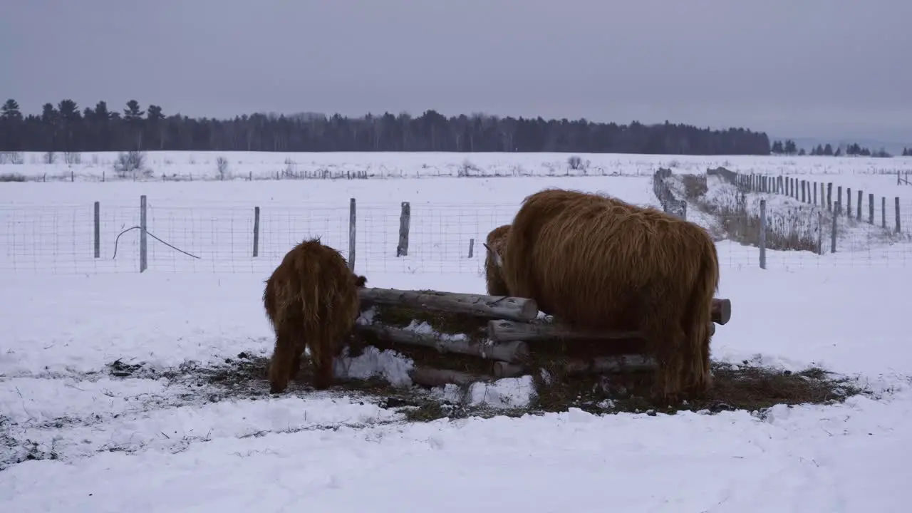 Highland bulls eating hay in Quebec countryside