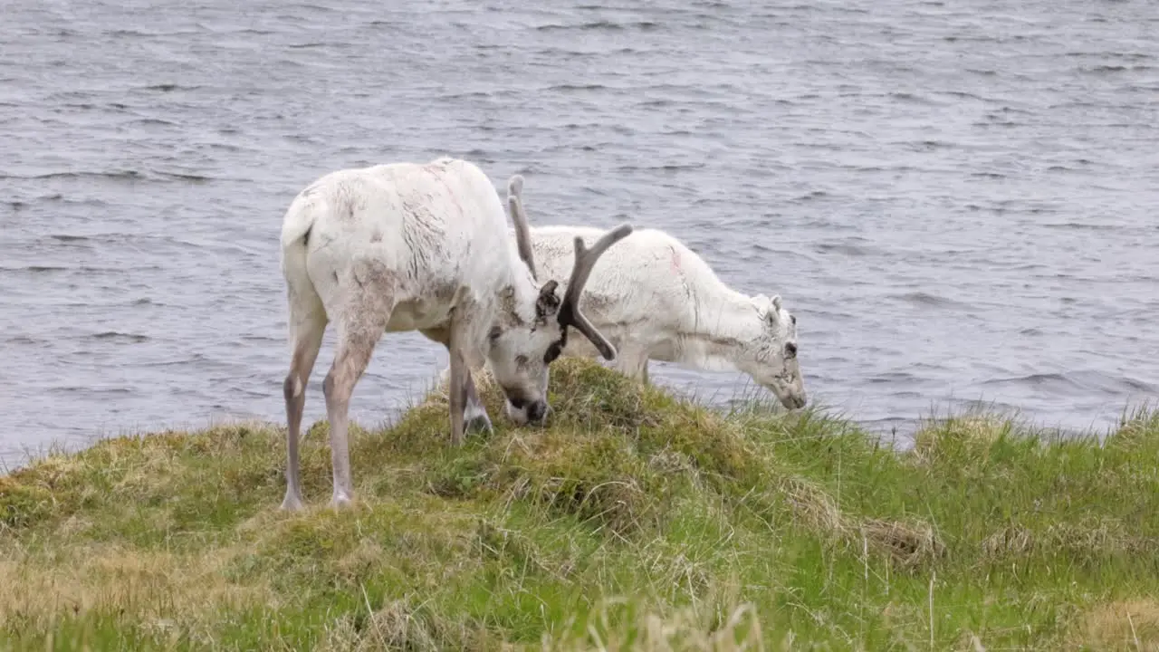 Reindeers in natural environment the North of Norway Nordkapp Beautiful nature of Norway