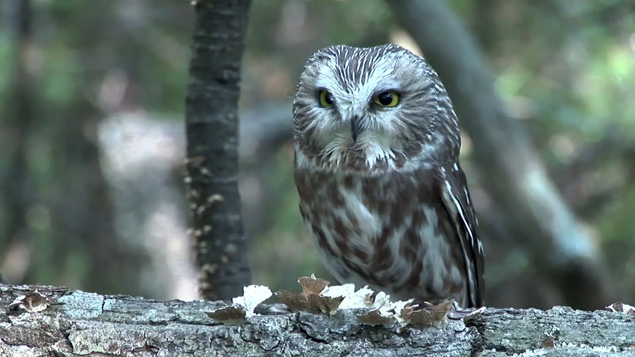 Saw-whet owl sitting on log in forest