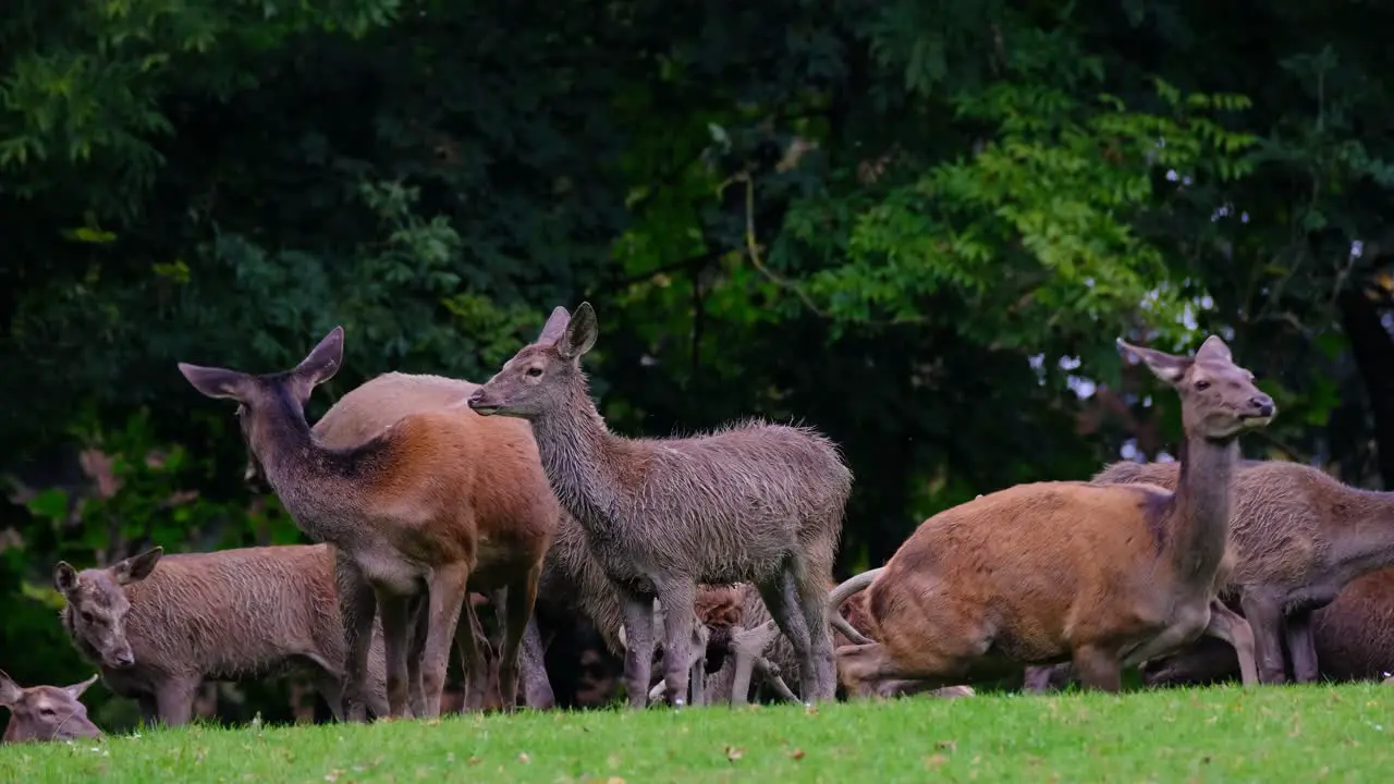 Deer herd is resting at grassy ground surface during clear weather day and with green forest trees in background