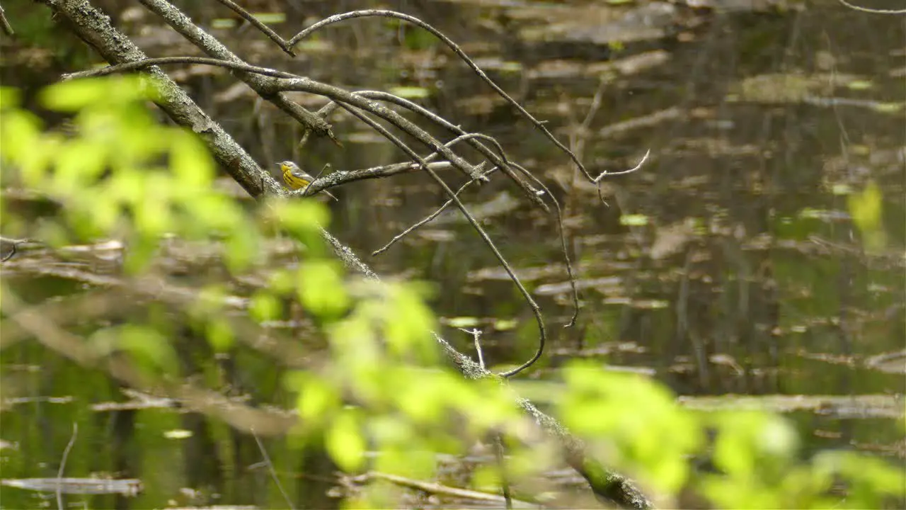 Female Magnolia Warbler climbing up tree branch swamp pond water in background