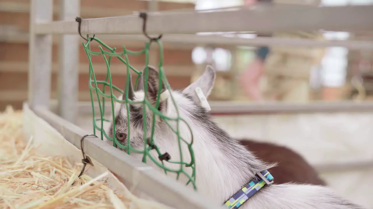 Goats In Captivity Eating Hay Animal Cruelty selective focus