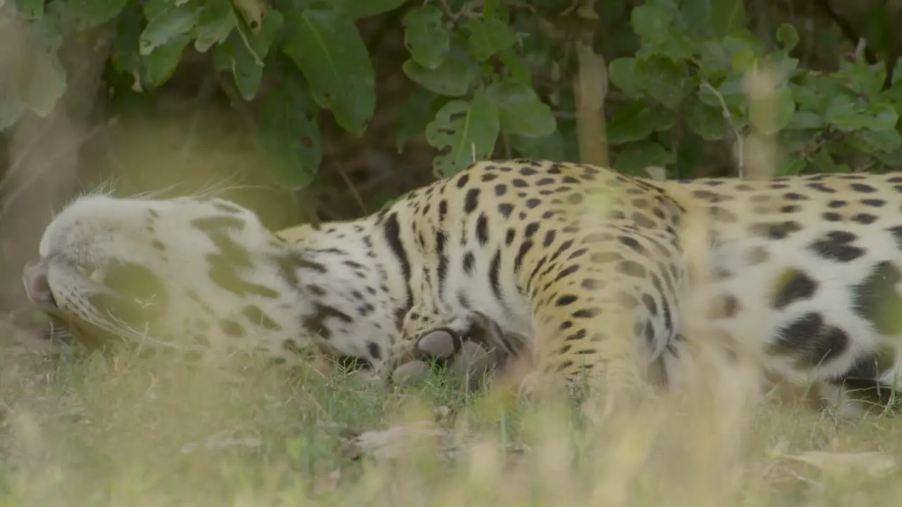 Jaguar asleep and relaxed moves while laying down