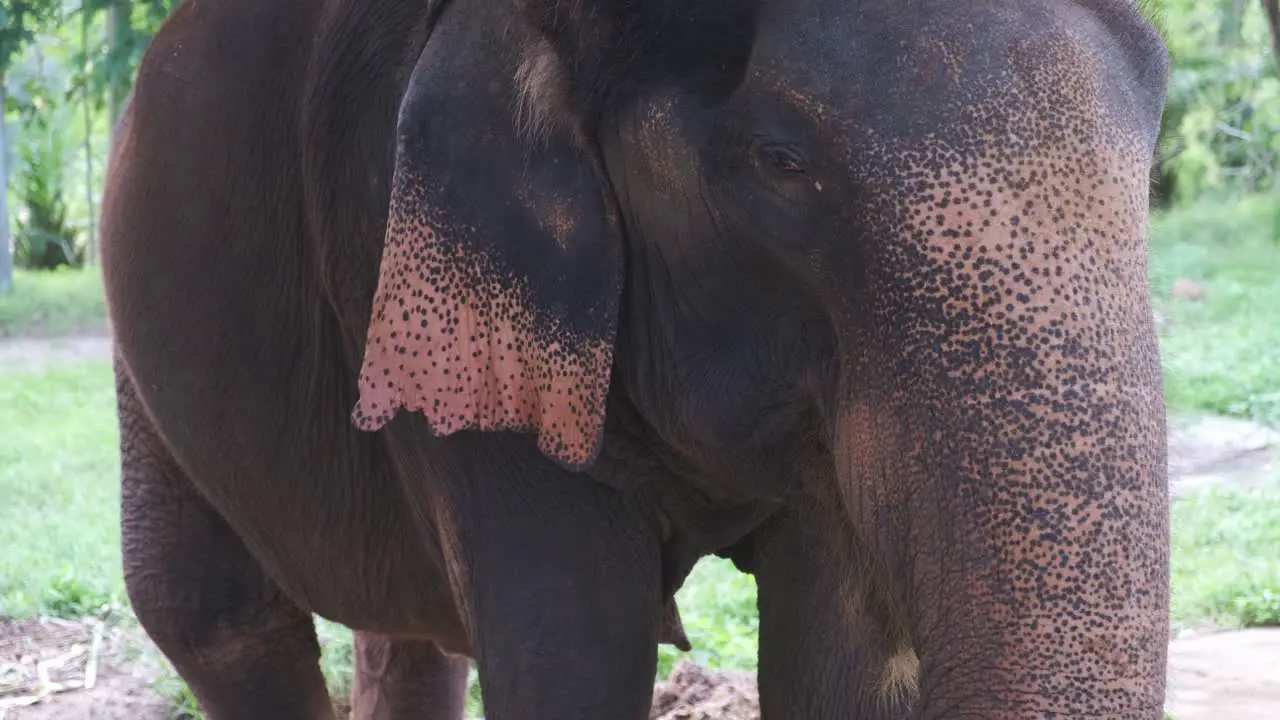 Thai elephant eats palm tree leaf's