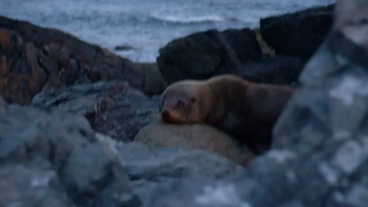 New Zealand fur seal relaxing on rocks at the shore in evening light of blue hour