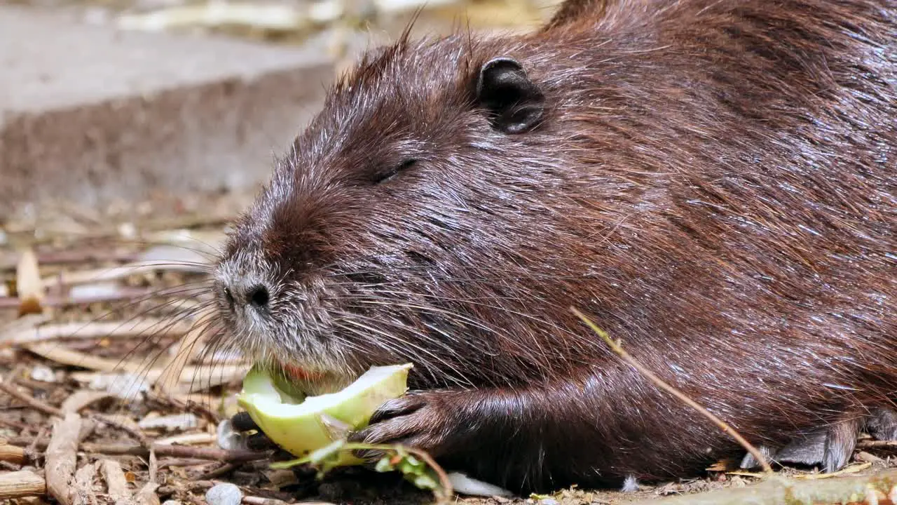 a brown swamp beaver eat vegetables