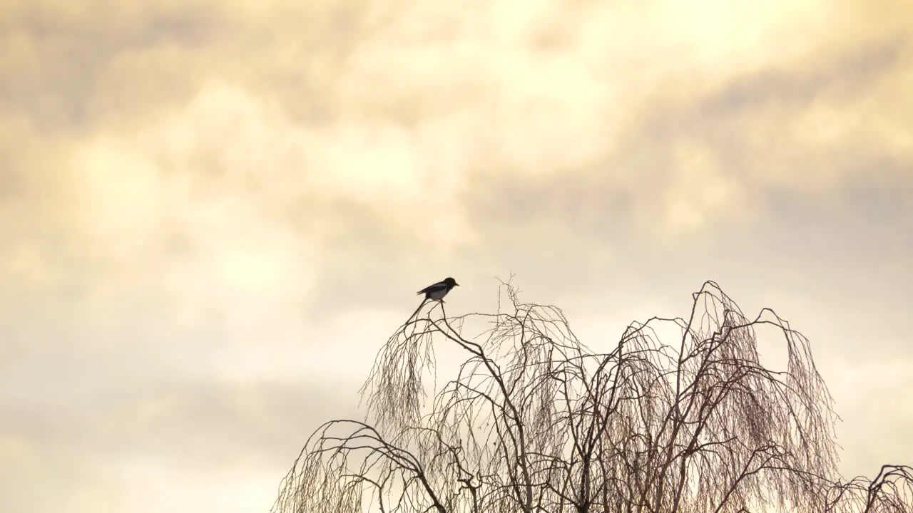 Eurasian magpie lonely bird on top of Birch tree during scenic Sunset Long Wide shot