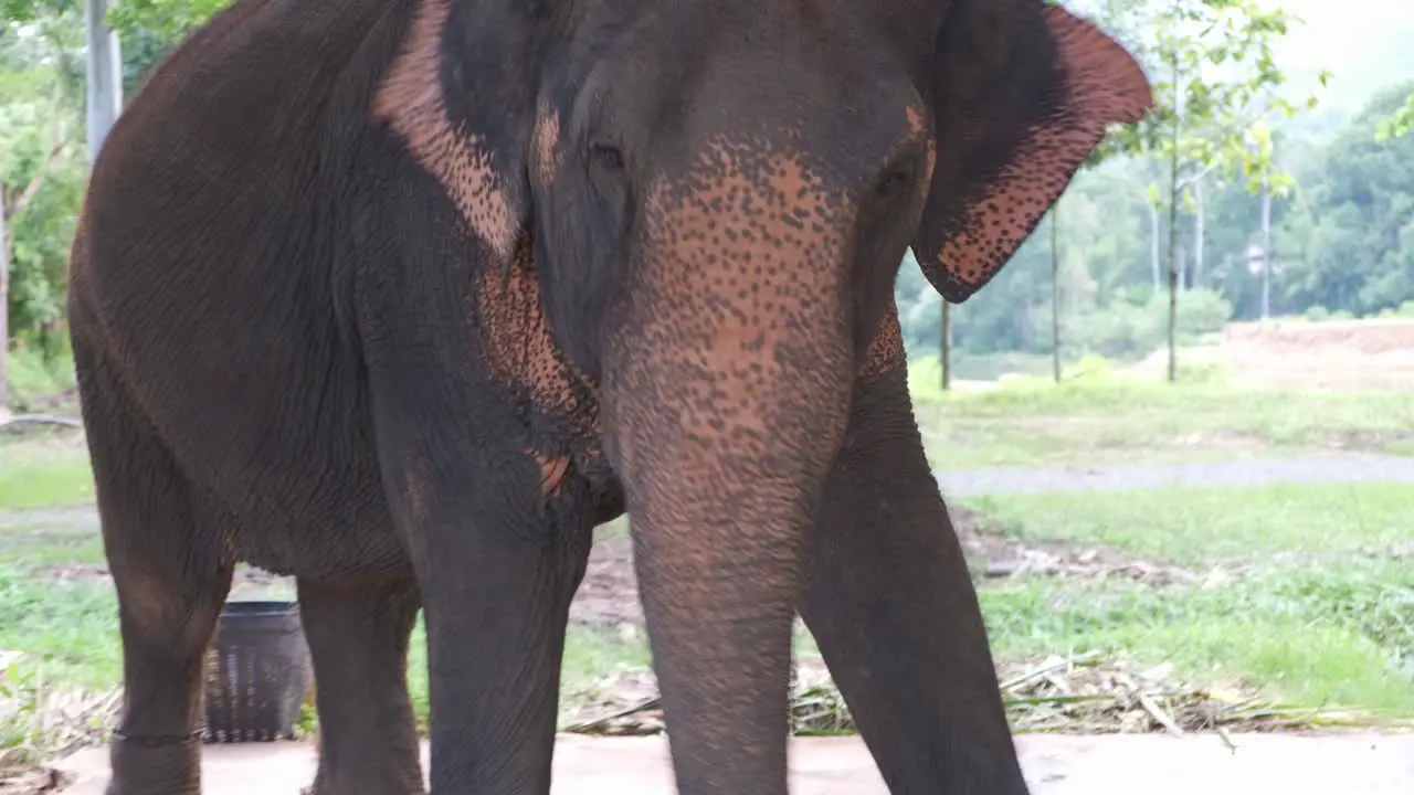 Agitated Thai elephant seems stressed at elephant camp in Thailand