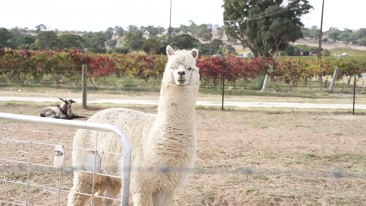 Furry White Llama Standing Behind Farm Fence