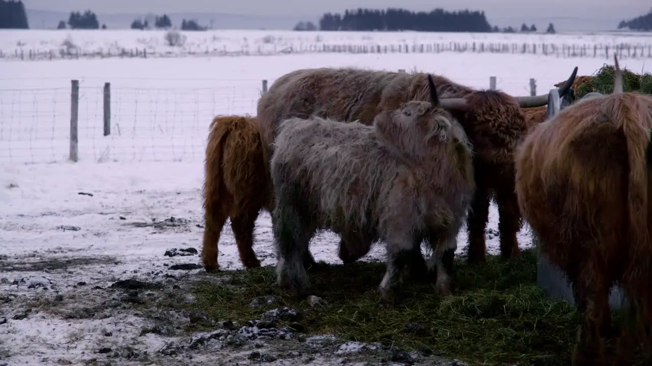 Highland cattle in winter eating hay