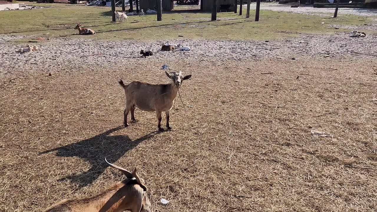 Goats in dusty field chewing on stick