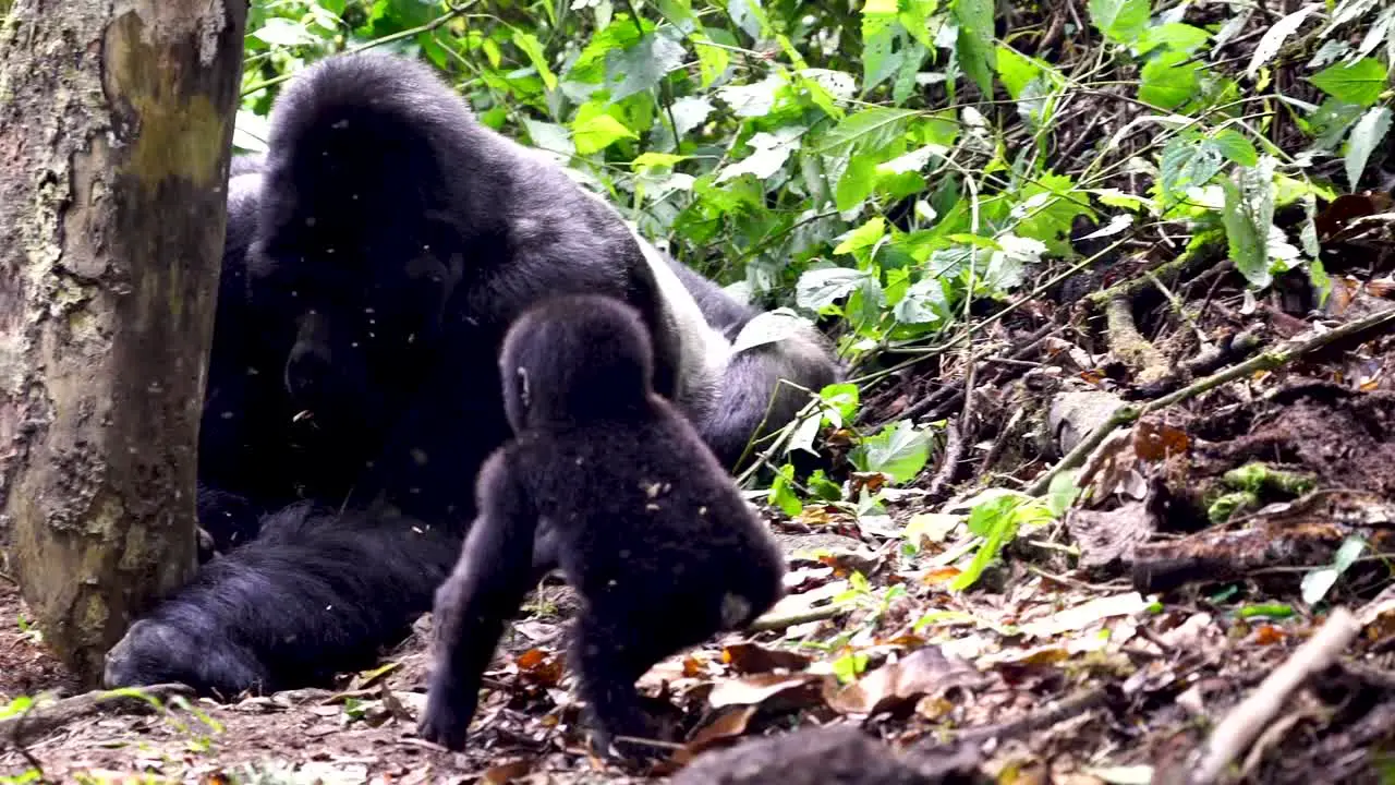 Cute Mountain Gorilla baby and group of primates in their natural habitat