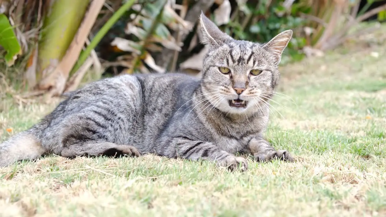 Cat is laying on grass during hot summer day and observing surroundings very laid back atmosphere