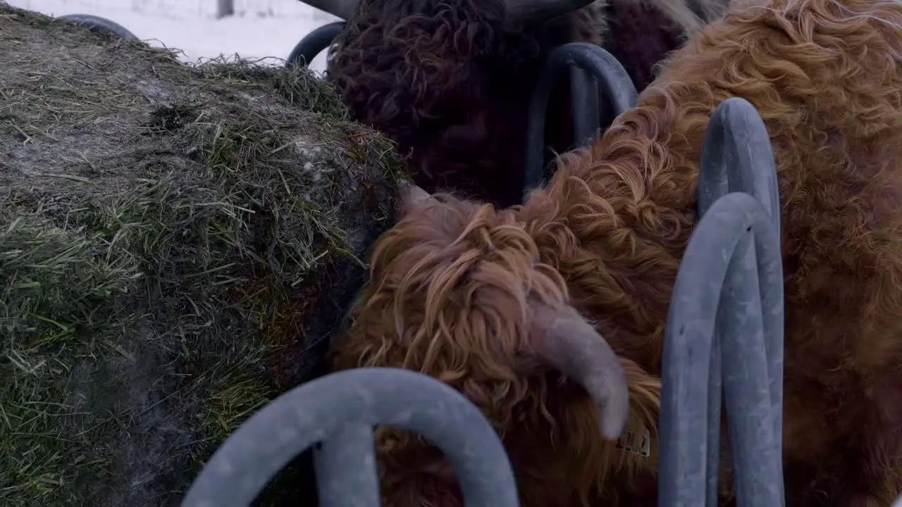 Domestic highland cattle eating from haystack