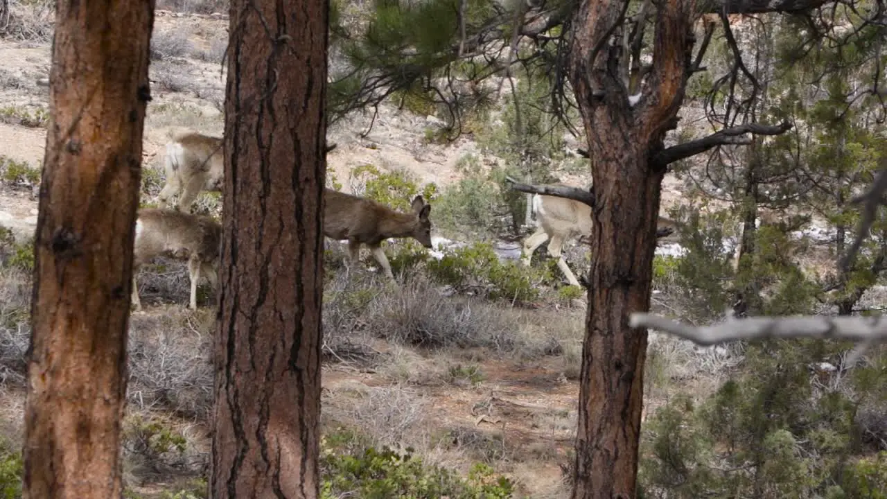 Bryce Canyon National Park Mule Deers Utah in april slow motion