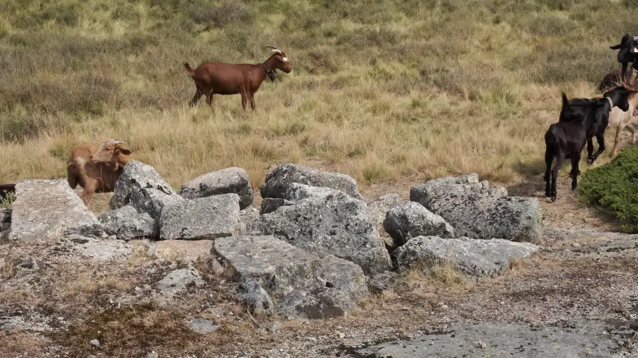 Herd of goats passing between rocks Serra da Estrela in Portugal