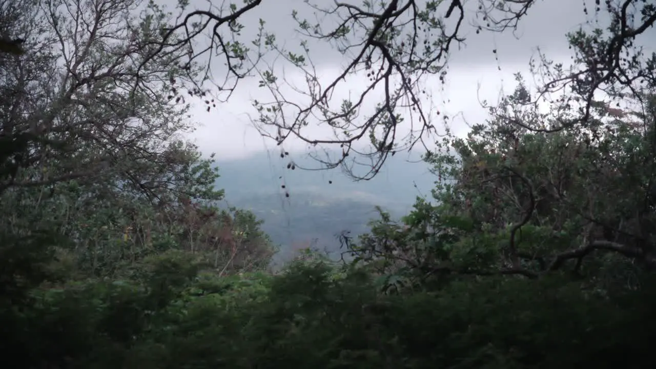 Looking out through the vegetation of a svampy