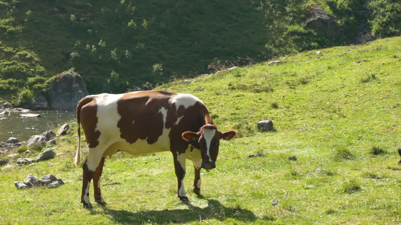 Cow in norwegian nature licking it self at summer