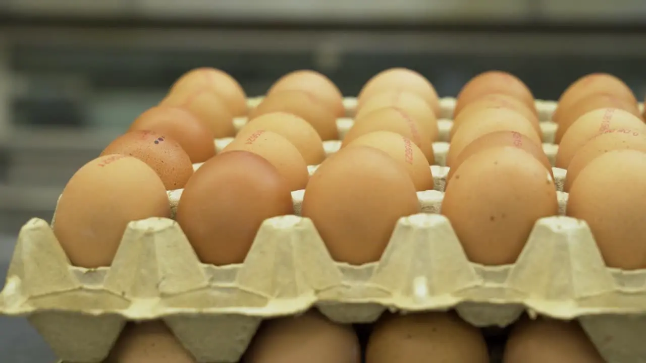 Mass production of egg cartons