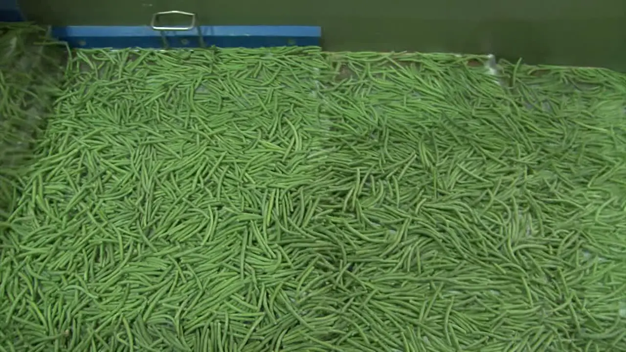 Green beans on production line in food factory with frozen food