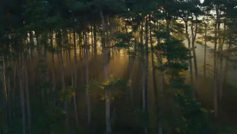 Drone Shot Orbiting Woodland as Sunlight Bursts Through Trees