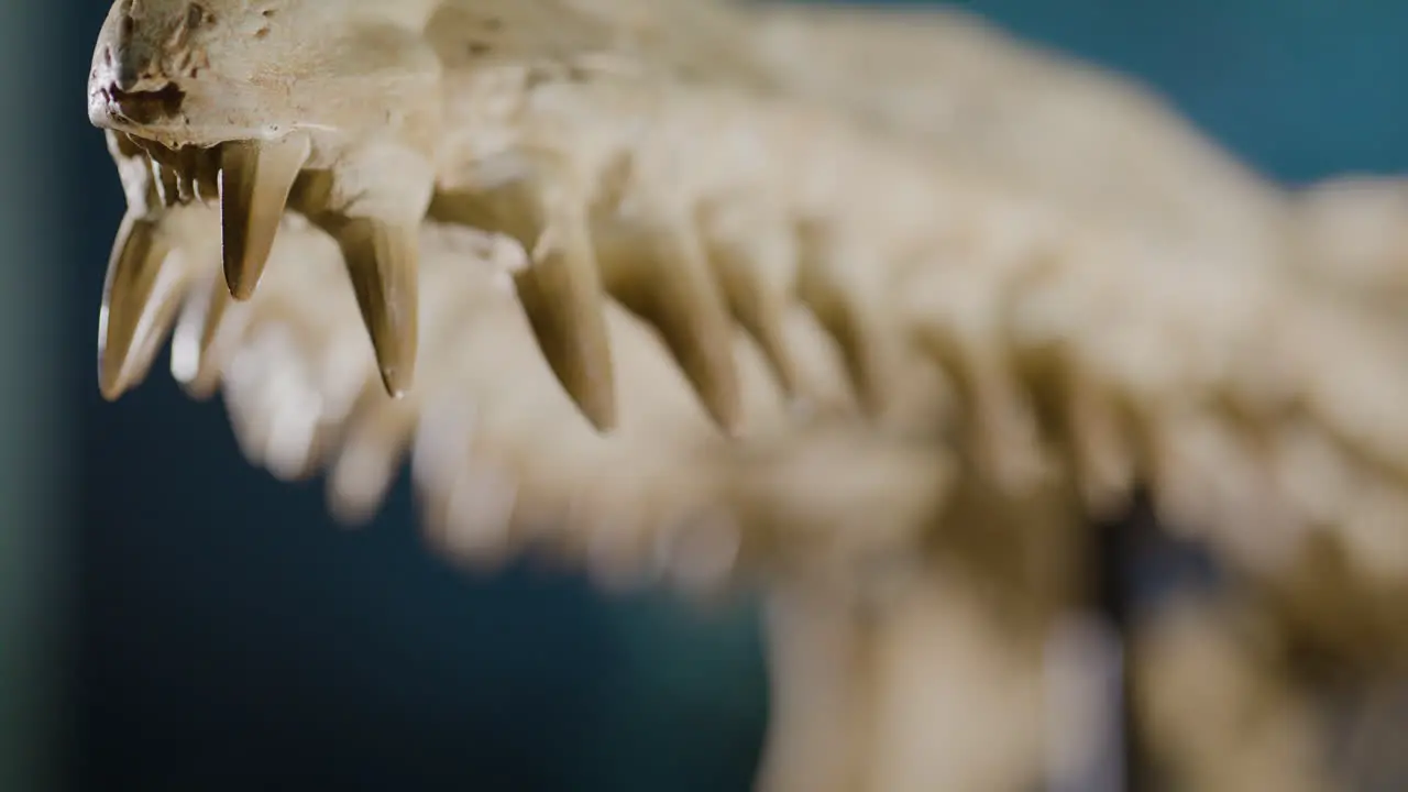 Aquatic Dinosaur bones on display rack focus along teeth