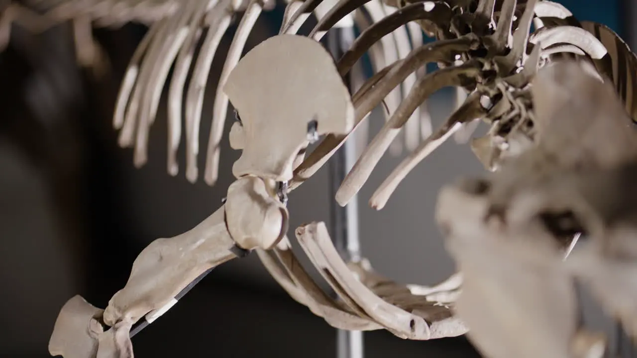 Fin bone on a Basilosaurus dinosaur skeleton on display