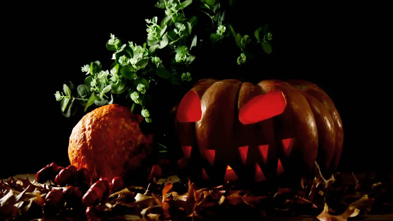 Halloween pumpkin with maple leaf against black background 4k