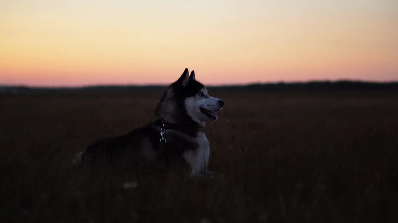 Siberian husky with blue eyes and gray white hair sits on the grass and looks into the distance at sunset