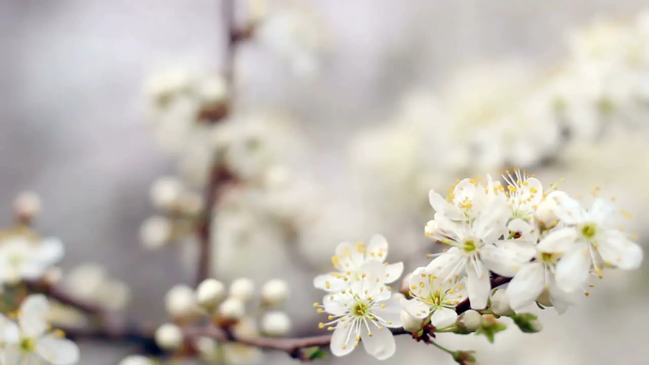 Spring background Cherry blossom in bright sunlight Cherry tree blossom