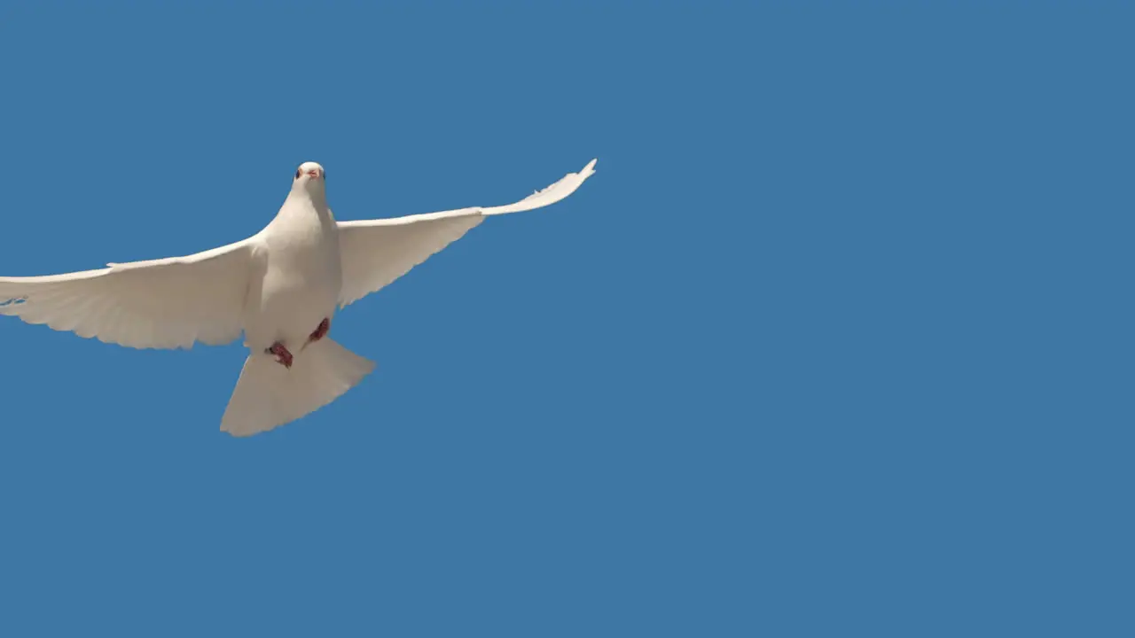 Dove flying on blue background