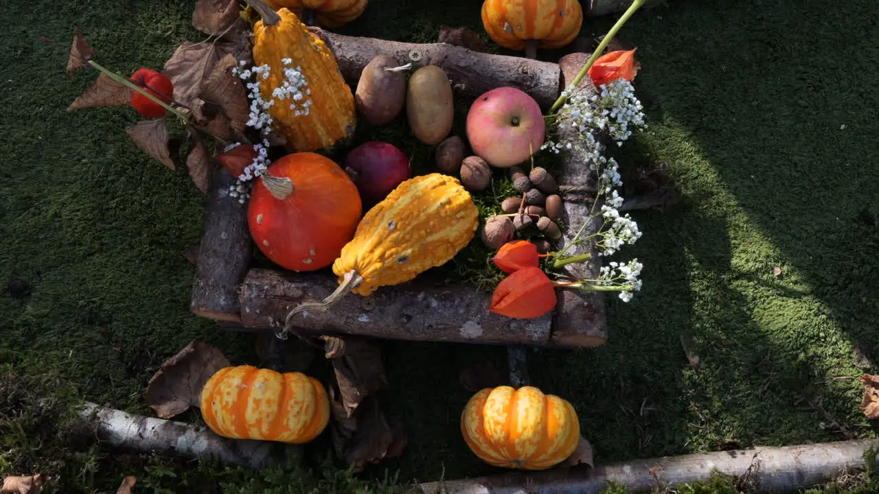 shot of different types of natural and decorative pumpkins for halloween day