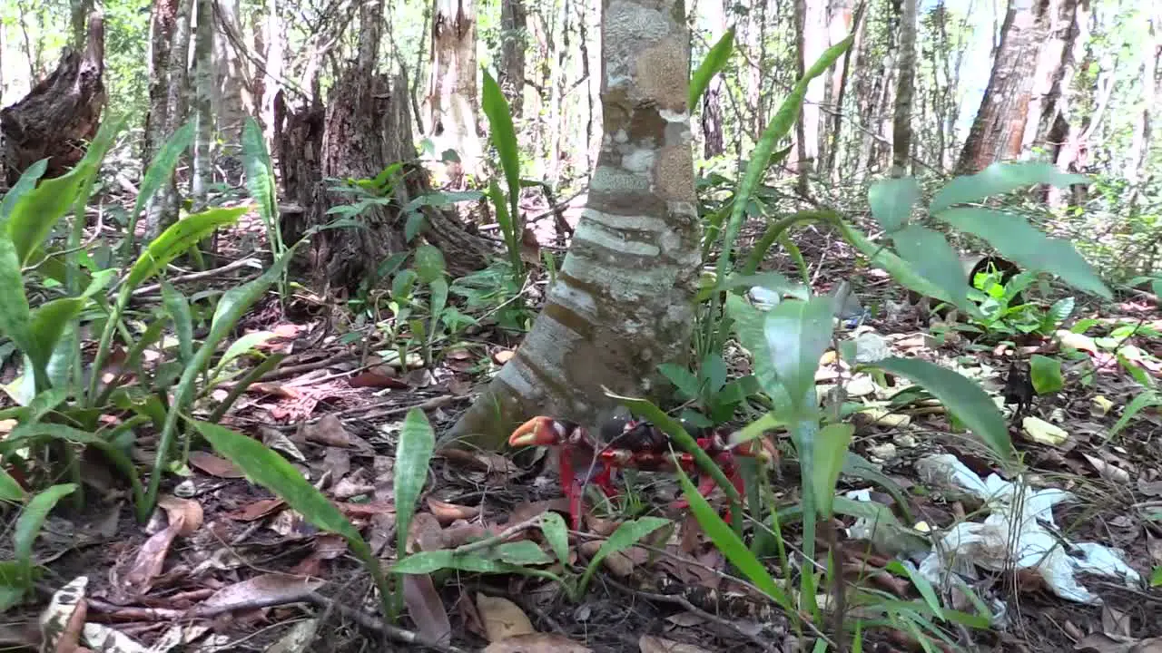 A colorful land crab poses under a tree in a forest