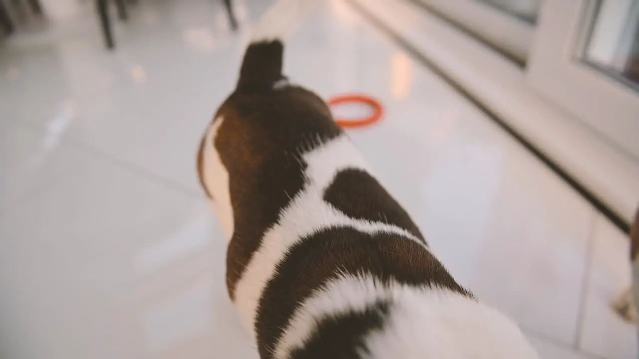 Camera Focuses Closely On Two Dogs Walking In The Living Room Of The House