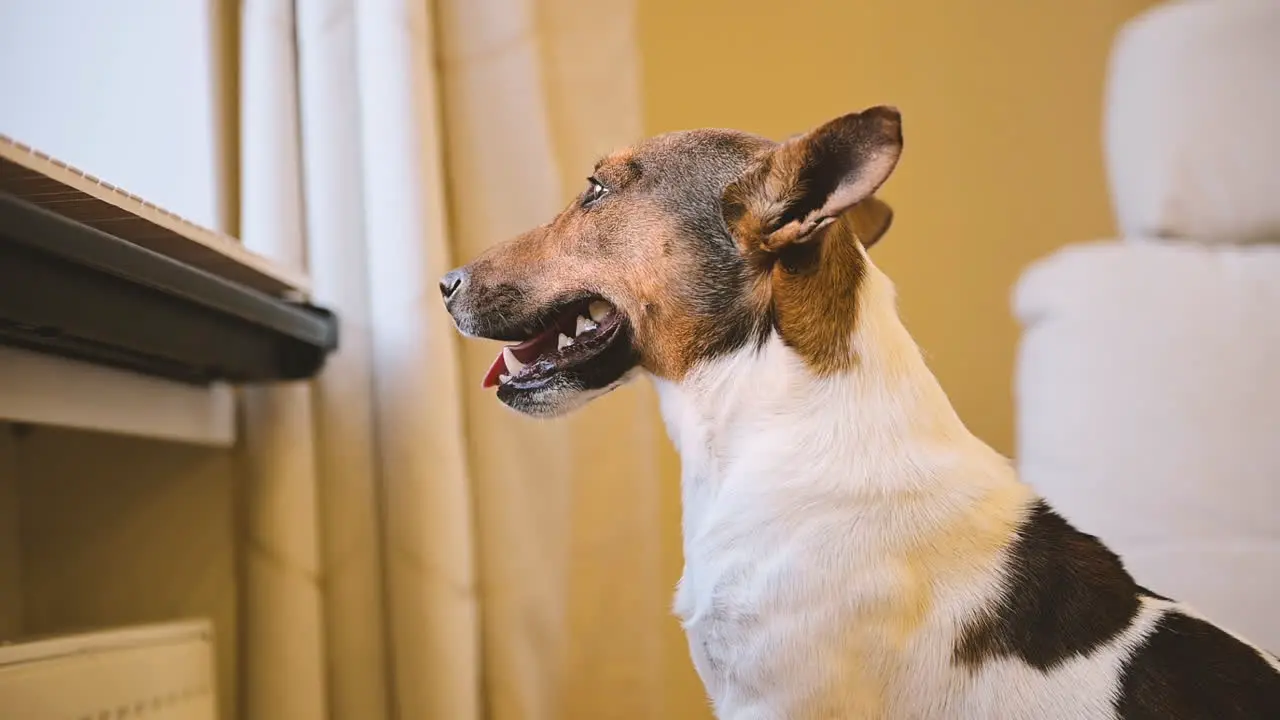 Camera Focuses On A Dog Sitting On The Floor And Looking Out The Window