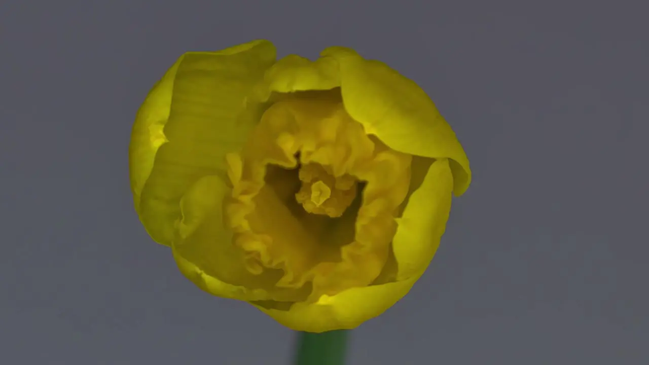 Daffodil Blooming 2