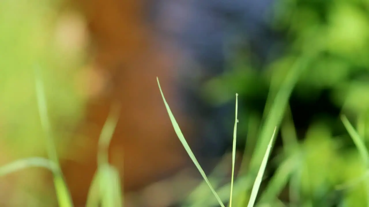 Grass Blades and Lake