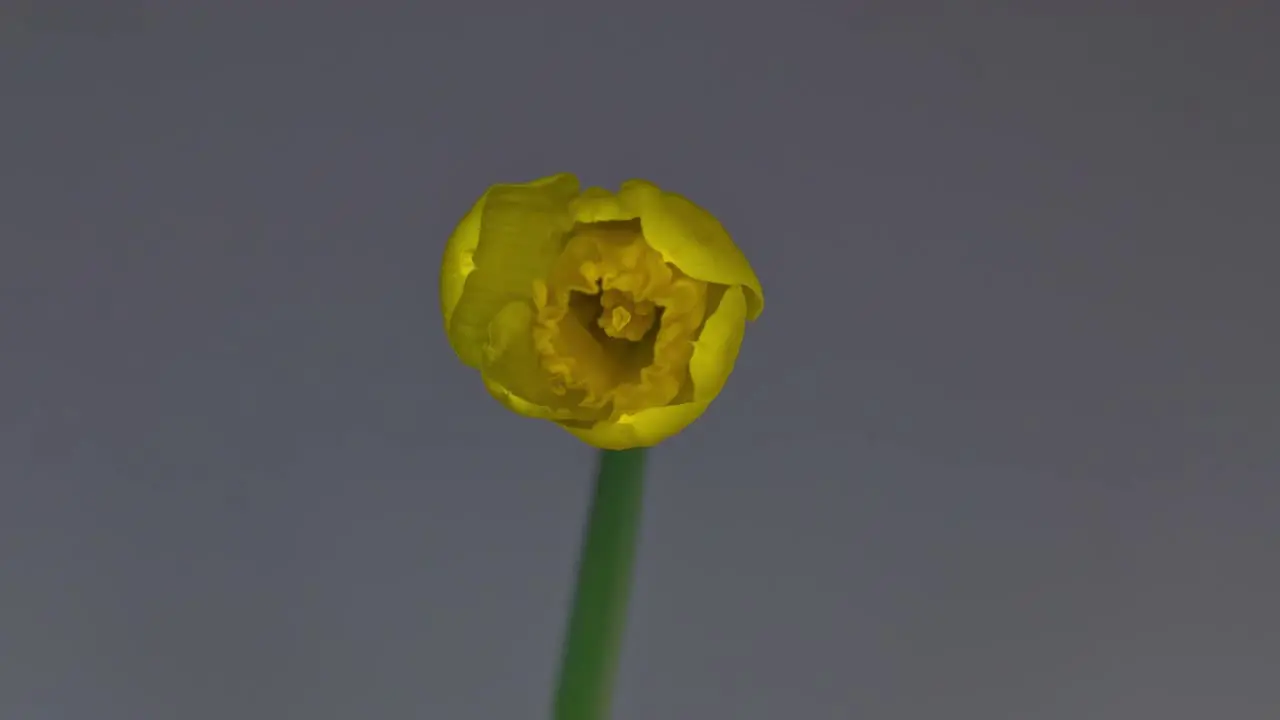 Daffodil Blooming 1