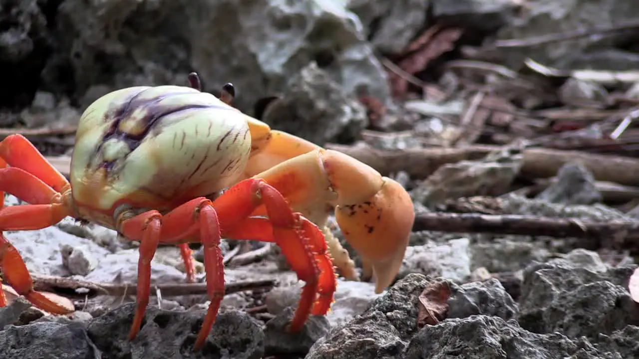 A colorful land crab in close up