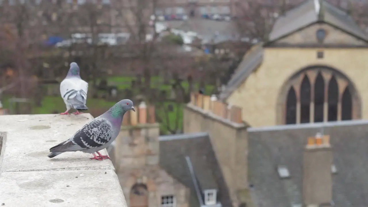 Pigeons Looking Over Edinburgh