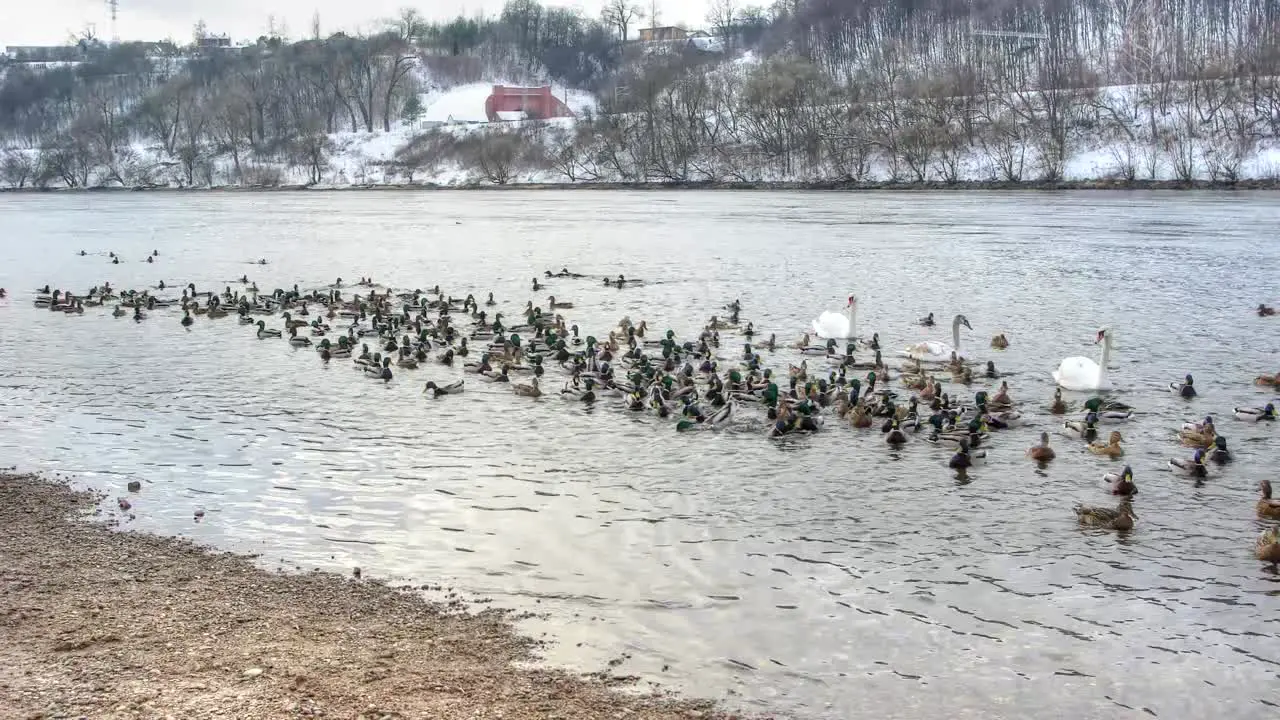 Ducks & Swans Timelapse